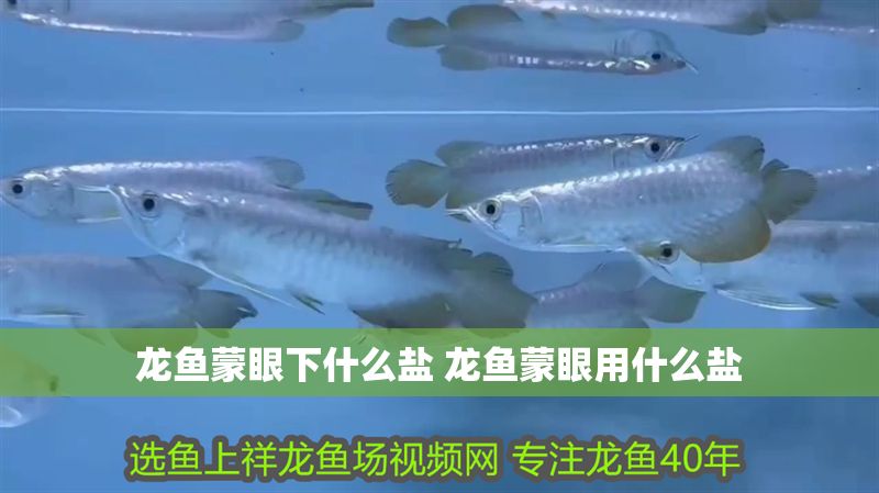 龍魚蒙眼下什么鹽 龍魚蒙眼用什么鹽