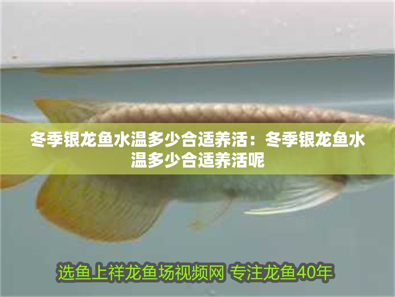 冬季銀龍魚水溫多少合適養(yǎng)活：冬季銀龍魚水溫多少合適養(yǎng)活呢