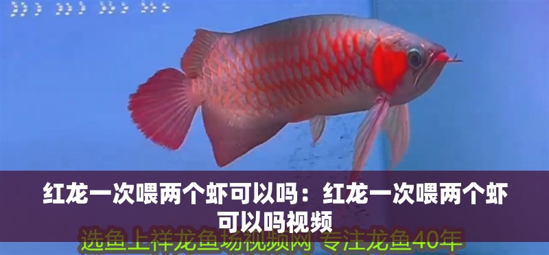 紅龍一次喂兩個蝦可以嗎：紅龍一次喂兩個蝦可以嗎視頻