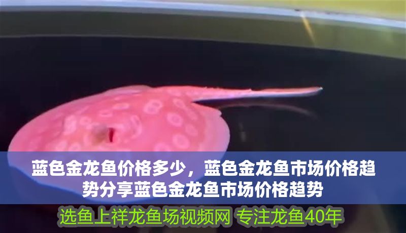 藍(lán)色金龍魚價(jià)格多少，藍(lán)色金龍魚市場(chǎng)價(jià)格趨勢(shì)分享藍(lán)色金龍魚市場(chǎng)價(jià)格趨勢(shì)