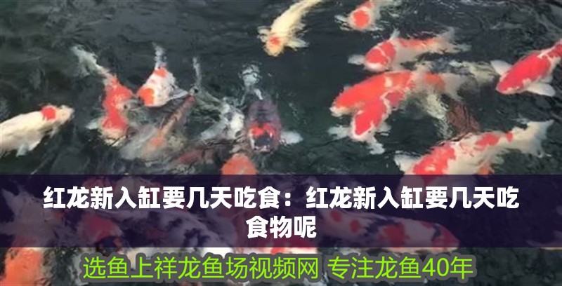 紅龍新入缸要幾天吃食：紅龍新入缸要幾天吃食物呢
