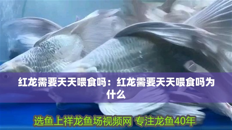 紅龍需要天天喂食嗎：紅龍需要天天喂食嗎為什么