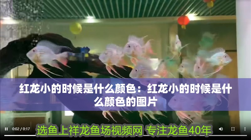 紅龍小的時(shí)候是什么顏色：紅龍小的時(shí)候是什么顏色的圖片