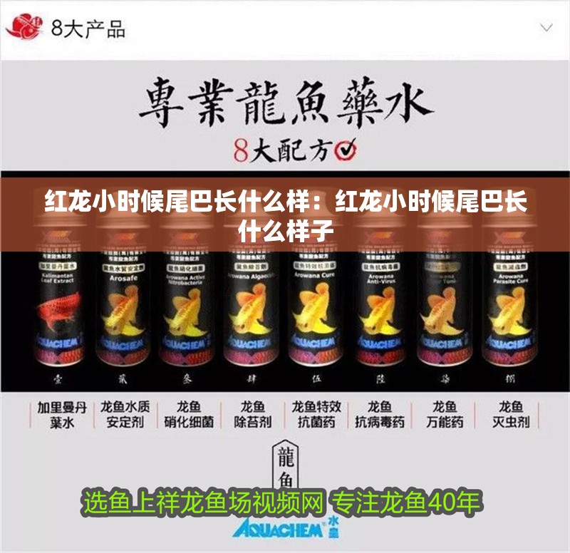 紅龍小時候尾巴長什么樣：紅龍小時候尾巴長什么樣子