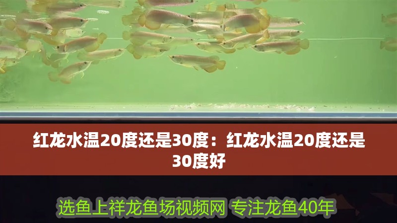 紅龍水溫20度還是30度：紅龍水溫20度還是30度好