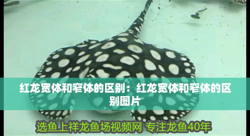 紅龍寬體和窄體的區別：紅龍寬體和窄體的區別圖片