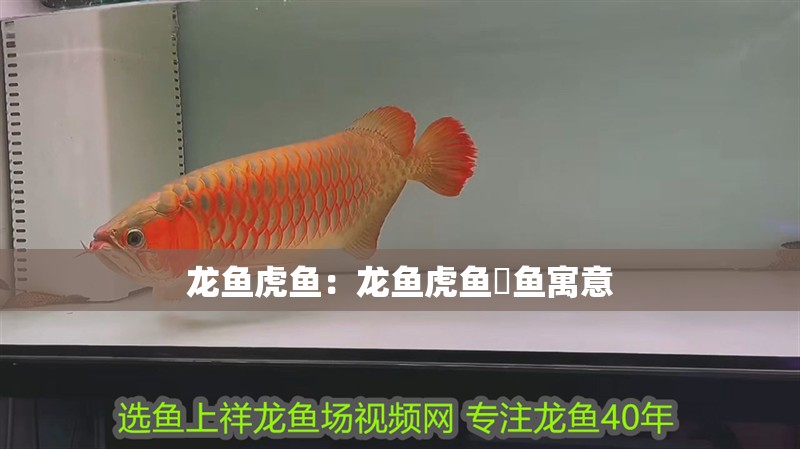 紅龍睛和黑龍睛哪個好養：紅龍睛和黑龍睛哪個好養活