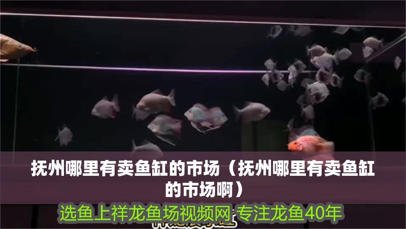 撫州哪里有賣魚缸的市場（撫州哪里有賣魚缸的市場啊）