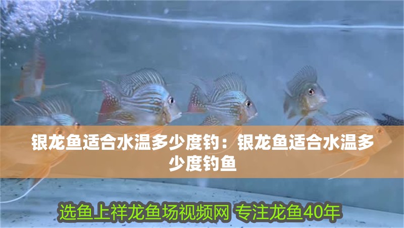 銀龍魚適合水溫多少度釣：銀龍魚適合水溫多少度釣魚