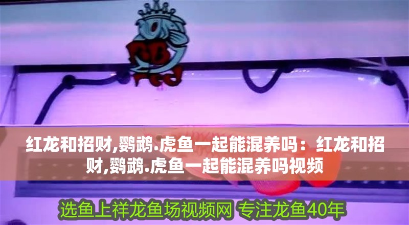 紅龍和招財,鸚鵡.虎魚一起能混養嗎：紅龍和招財,鸚鵡.虎魚一起能混養嗎視頻