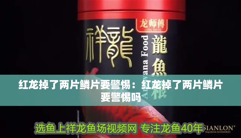 紅龍掉了兩片鱗片要警惕：紅龍掉了兩片鱗片要警惕嗎