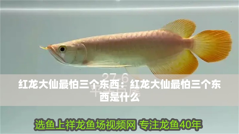 紅龍大仙最怕三個東西：紅龍大仙最怕三個東西是什么