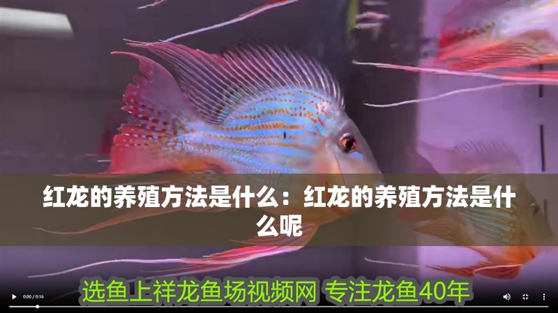 紅龍的養殖方法是什么：紅龍的養殖方法是什么呢