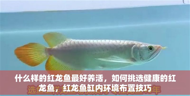 什么樣的紅龍魚最好養(yǎng)活，如何挑選健康的紅龍魚，紅龍魚缸內(nèi)環(huán)境布置技巧