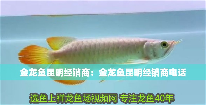 金龍魚昆明經銷商：金龍魚昆明經銷商電話