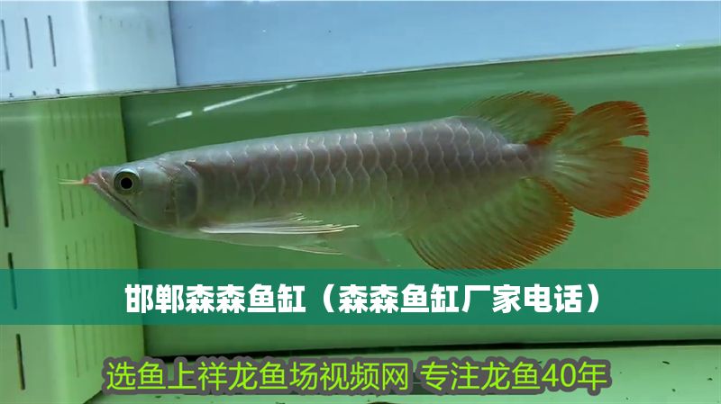 邯鄲森森魚缸（森森魚缸廠家電話） 邯鄲森森魚缸（森森魚缸廠家電話） 龍魚百科 第1張