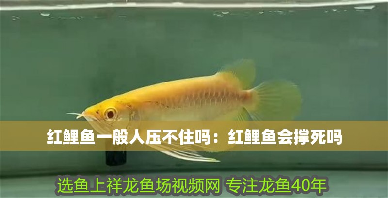 紅鯉魚一般人壓不住嗎：紅鯉魚會撐死嗎