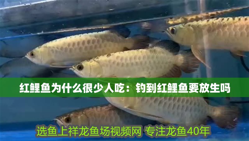 紅鯉魚為什么很少人吃：釣到紅鯉魚要放生嗎