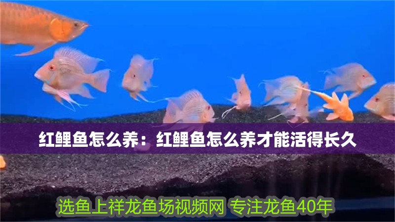 紅鯉魚怎么養(yǎng):紅鯉魚怎么養(yǎng)才能活得長久 龍魚百科 第2張 紅鯉魚怎么養(yǎng):紅鯉魚怎么養(yǎng)才能活得長久 紅鯉魚怎么養(yǎng):紅鯉魚怎么養(yǎng)才能活得長久 龍魚百科 第2張