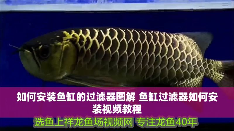 如何安裝魚缸的過濾器圖解 魚缸過濾器如何安裝視頻教程