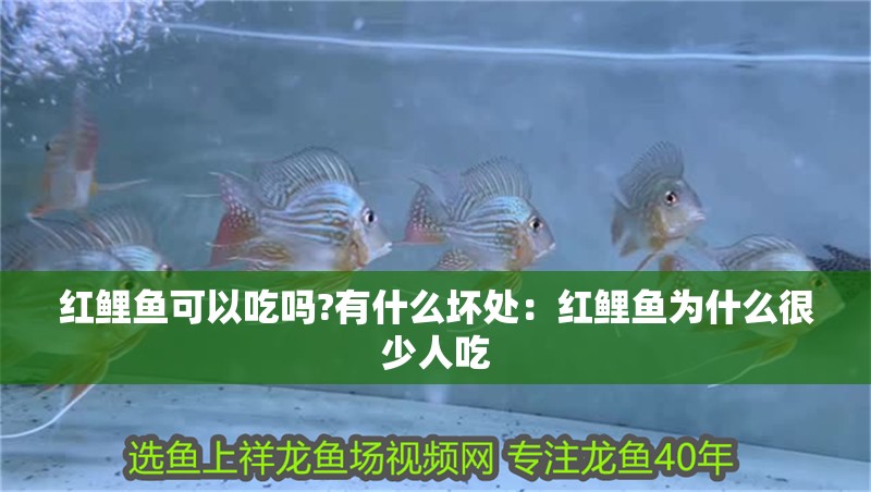 紅鯉魚(yú)可以吃嗎?有什么壞處：紅鯉魚(yú)為什么很少人吃