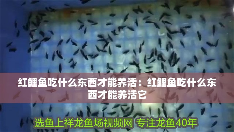 紅鯉魚吃什么東西才能養活：紅鯉魚吃什么東西才能養活它