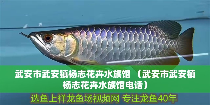 武安市武安鎮(zhèn)楊志花卉水族館 （武安市武安鎮(zhèn)楊志花卉水族館電話(huà)）