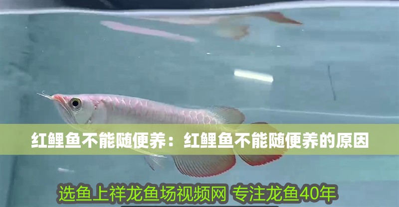 紅鯉魚不能隨便養：紅鯉魚不能隨便養的原因