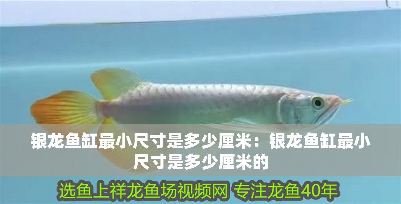 銀龍魚缸最小尺寸是多少厘米：銀龍魚缸最小尺寸是多少厘米的