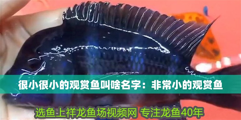 很小很小的觀賞魚叫啥名字：非常小的觀賞魚 很小很小的觀賞魚叫啥名字：非常小的觀賞魚 龍魚百科 第1張