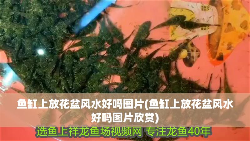 魚缸上放花盆風水好嗎圖片(魚缸上放花盆風水好嗎圖片欣賞)