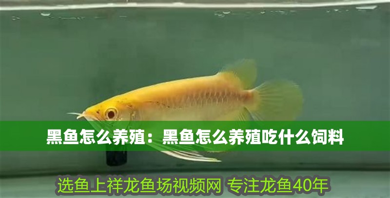 黑魚怎么養殖：黑魚怎么養殖吃什么飼料