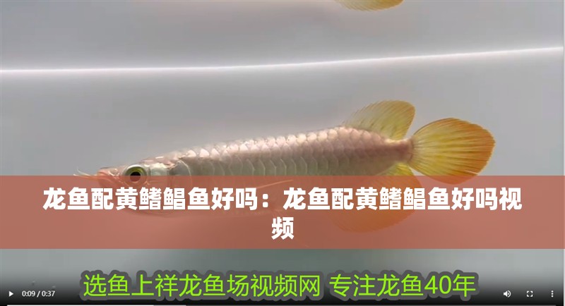 龍魚配黃鰭鯧魚好嗎：龍魚配黃鰭鯧魚好嗎視頻
