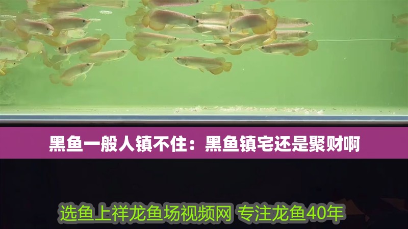黑魚一般人鎮不住：黑魚鎮宅還是聚財啊