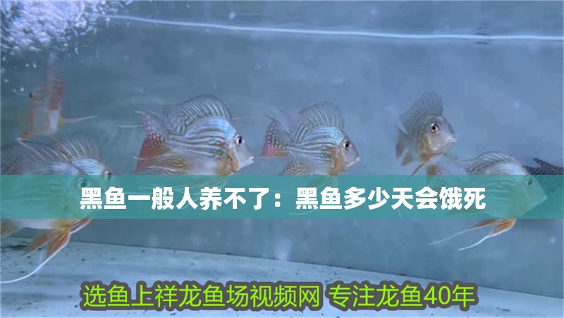 黑魚一般人養不了：黑魚多少天會餓死