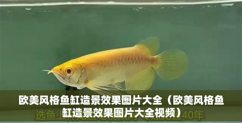 歐美風格魚缸造景效果圖片大全（歐美風格魚缸造景效果圖片大全視頻）