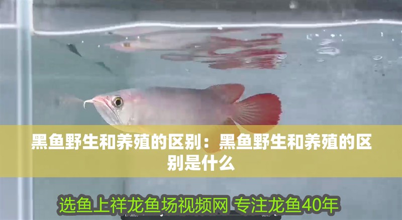 黑魚野生和養殖的區別：黑魚野生和養殖的區別是什么