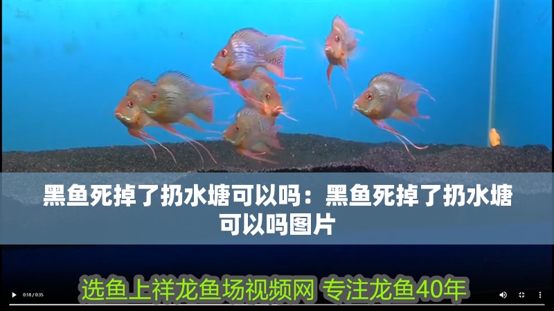 黑魚死掉了扔水塘可以嗎：黑魚死掉了扔水塘可以嗎圖片