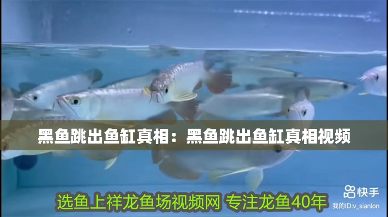 黑魚跳出魚缸真相：黑魚跳出魚缸真相視頻