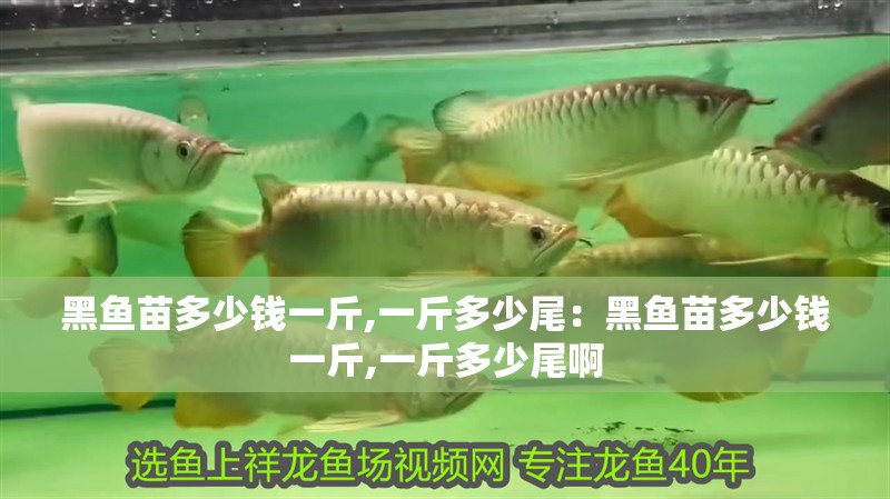 黑魚苗多少錢一斤,一斤多少尾：黑魚苗多少錢一斤,一斤多少尾啊