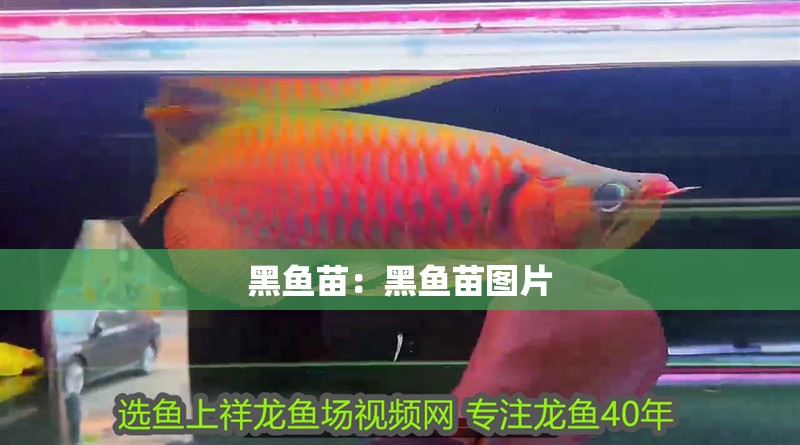 黑魚苗：黑魚苗圖片