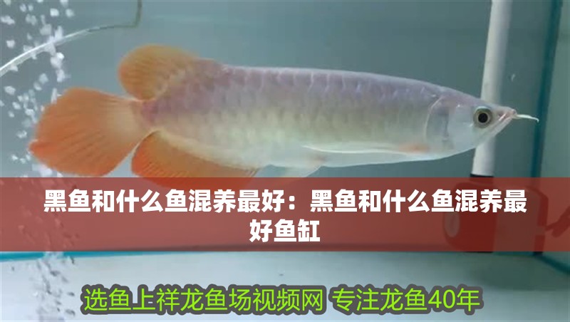黑魚和什么魚混養最好：黑魚和什么魚混養最好魚缸
