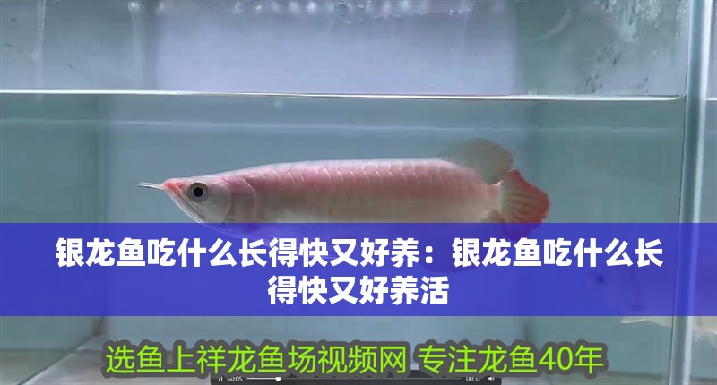 銀龍魚吃什么長得快又好養：銀龍魚吃什么長得快又好養活