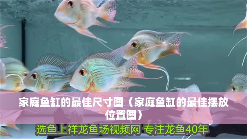 家庭魚缸的最佳尺寸圖（家庭魚缸的最佳擺放位置圖）