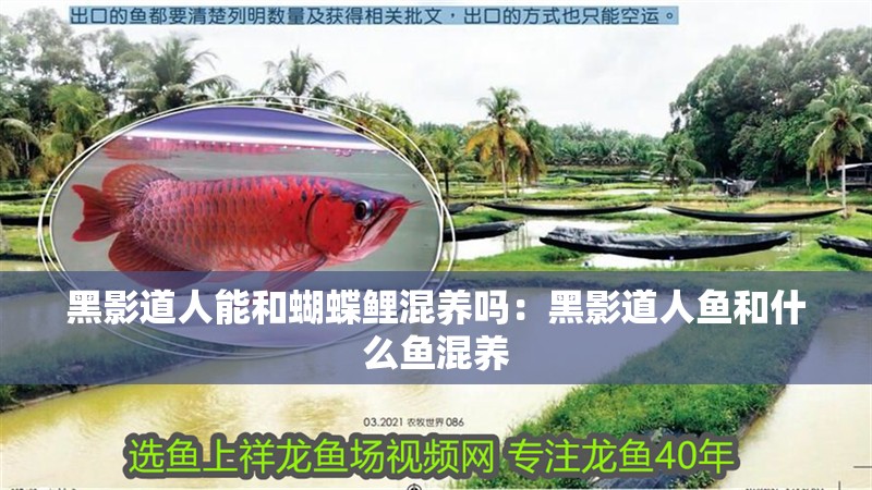 黑影道人能和蝴蝶鯉混養嗎：黑影道人魚和什么魚混養