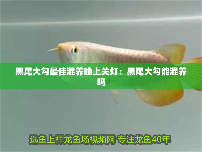 黑尾大勾最佳混養晚上關燈：黑尾大勾能混養嗎