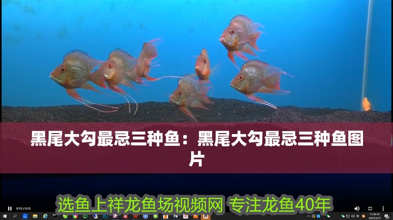 黑尾大勾最忌三種魚：黑尾大勾最忌三種魚圖片