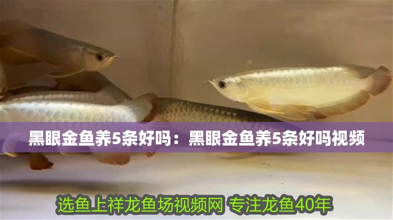 黑眼金魚養5條好嗎：黑眼金魚養5條好嗎視頻