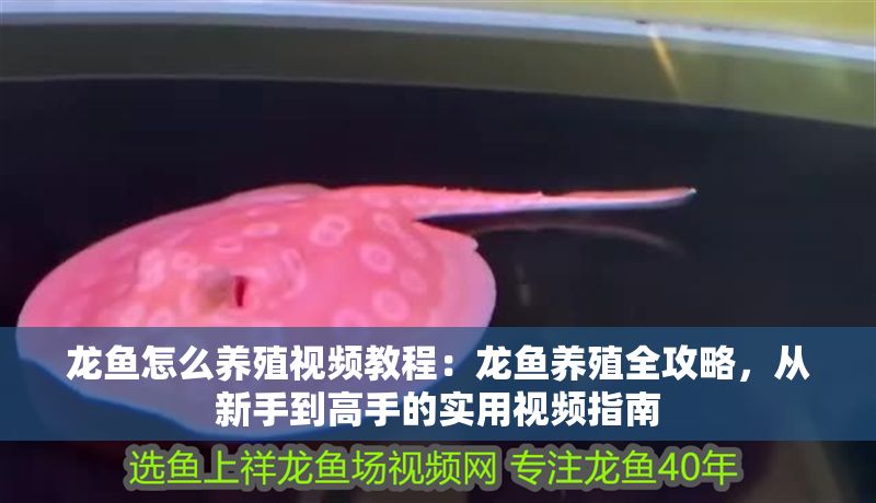 龍魚怎么養(yǎng)殖視頻教程：龍魚養(yǎng)殖全攻略，從新手到高手的實(shí)用視頻指南