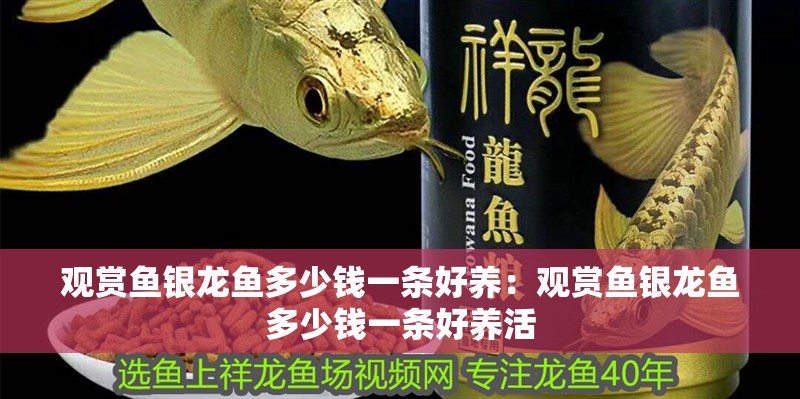 觀賞魚銀龍魚多少錢一條好養：觀賞魚銀龍魚多少錢一條好養活